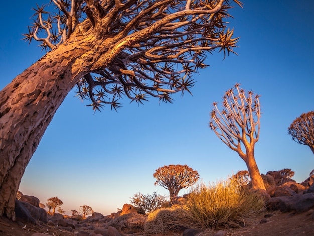 The Quivertree Forest at sunrise near Keetmanshoop in Namibia, Africa.