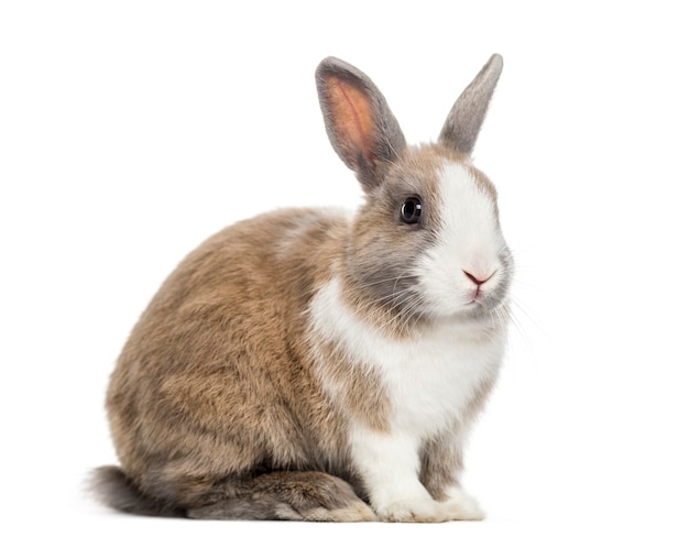 Rabbit , 4 months old, sitting against white surface