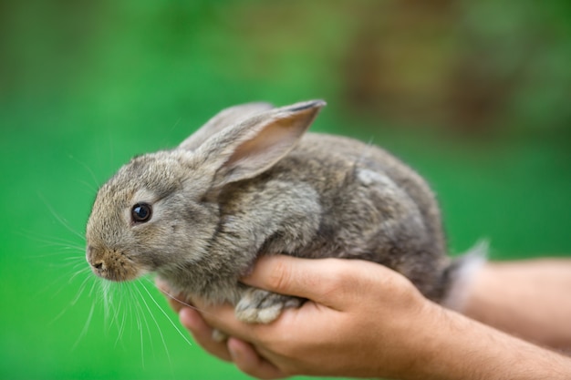 Rabbit. Animal in man hands