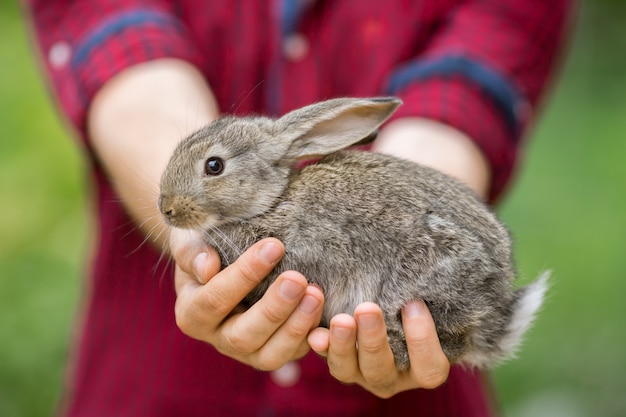 Rabbit. Animal in man hands