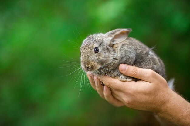 Rabbit. Animal in man hands