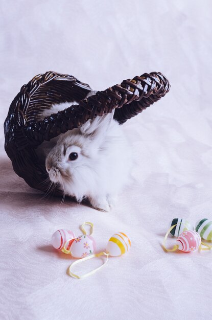 Rabbit in basket with Easter eggs