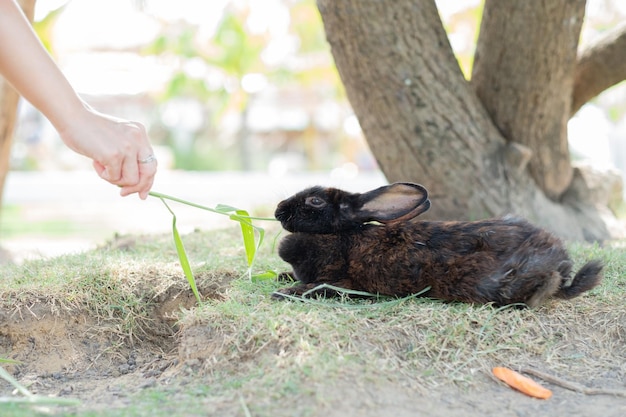 Rabbit bunny pet with blur background animals