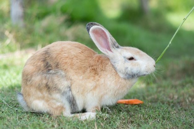 Rabbit bunny pet with blur background animals