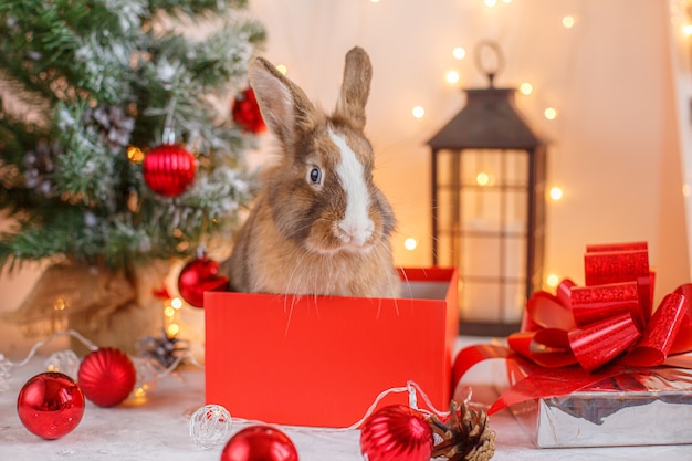 Rabbit on Christmas decorations