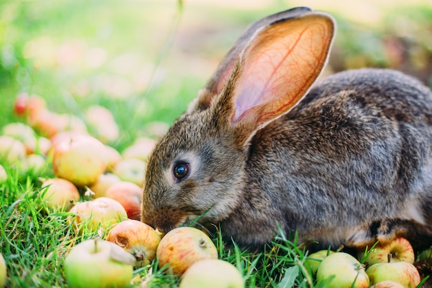 Rabbit eating apples in the grass in the garden.