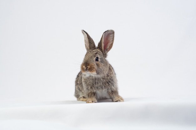 Rabbit eating a carrot