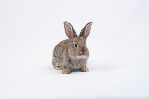 Rabbit eating a carrot