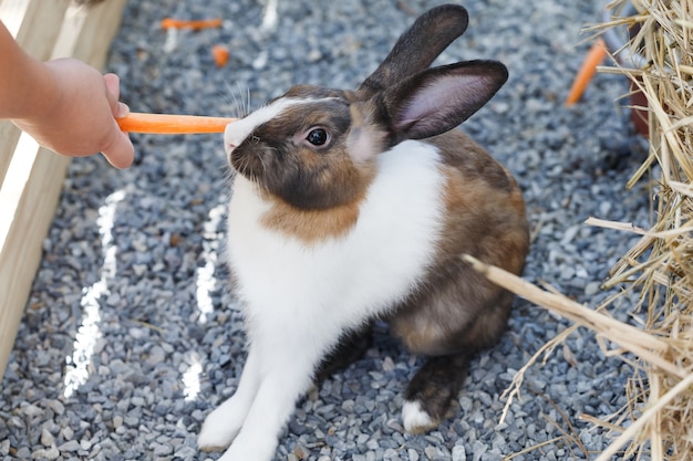 Rabbit eating carrots Cute pets