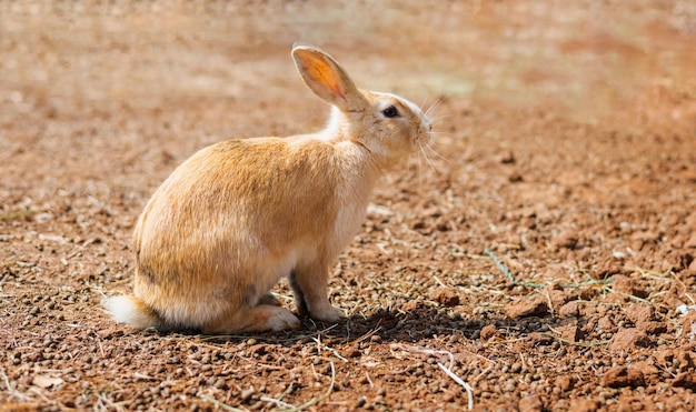 Rabbit on the farm and sunshine