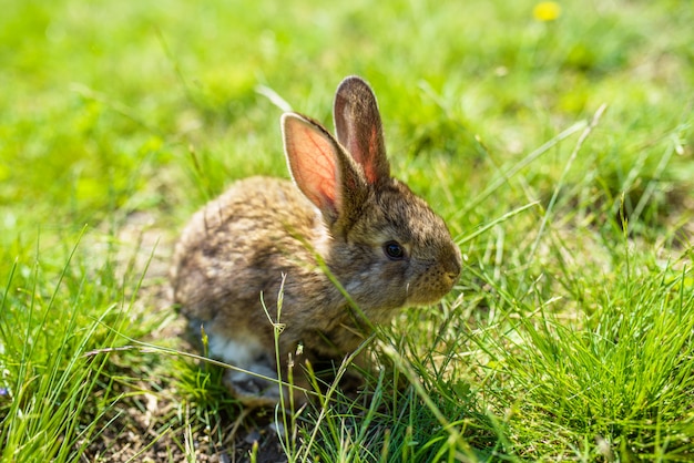 Rabbit on the grass