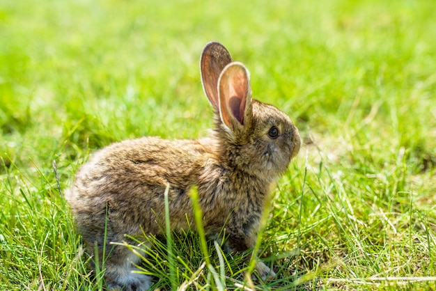 Rabbit on the grass