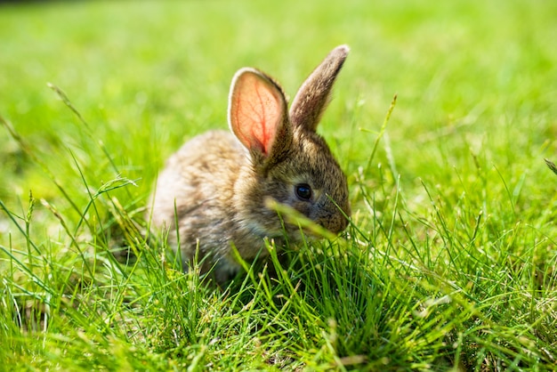 Rabbit on the grass