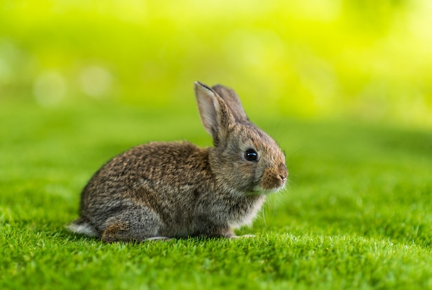 Rabbit on a green grass in summer day. A little hare sitting in the green grass under the sunbeams.