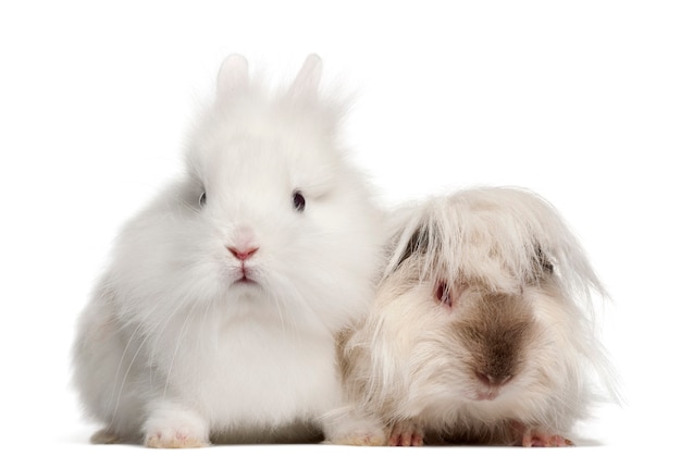 Rabbit and guinea pig portrait isolated