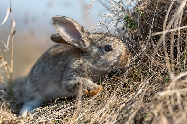 Rabbit hare while in grass in summer time