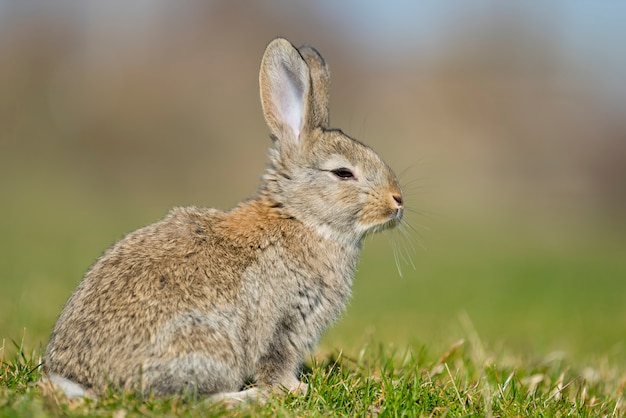 Rabbit hare while looking at you on grass background