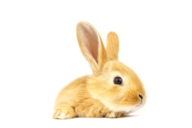 Rabbit head isolated on white background.