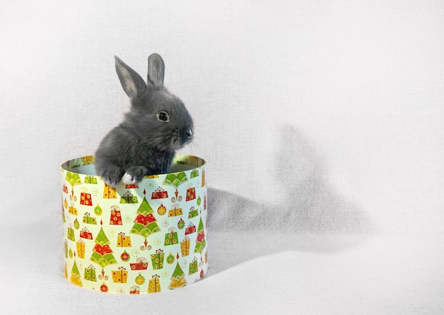 The rabbit sits in a gift round box Copy space Pet as a gift