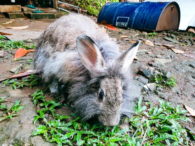 Rabbit sitting on the ground