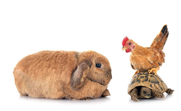 Photo rabbit turtle and chicken