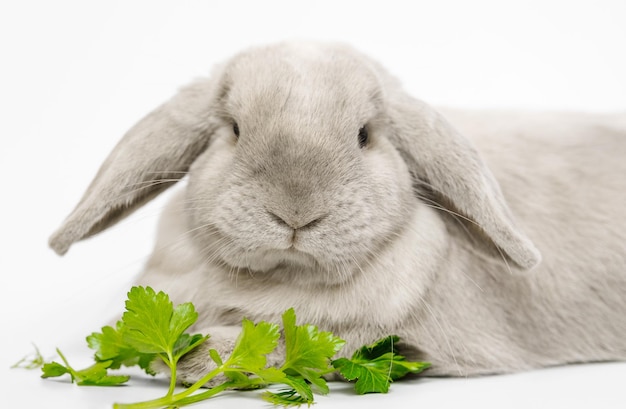 Rabbit on a white background in front of him are branches of green grass