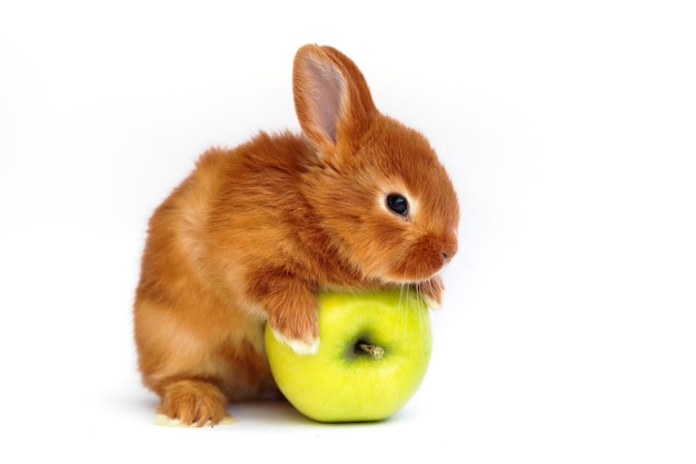 Rabbit with apple