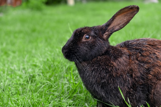 Rabbit with big ears walking in the garden on the lawn