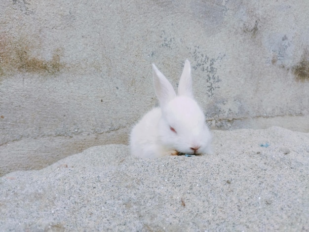 A rabbit with a closed eye sits on a stone surface.