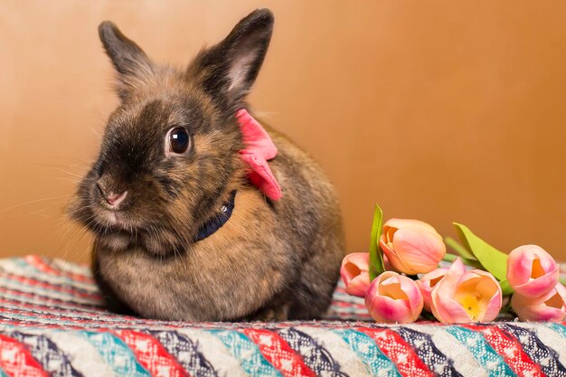 Rabbit with flowers spring Easter