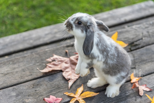 Rabbit,  on wooden table