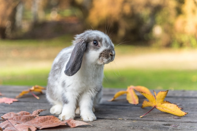 Rabbit,  on wooden table