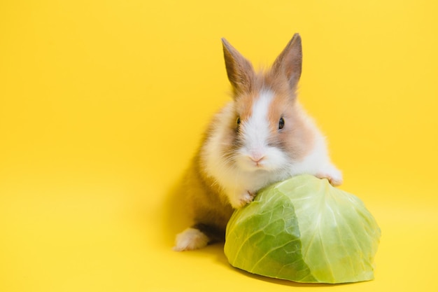 Rabbit on yellow background Domestic animal pet Copyspace Spring Easter