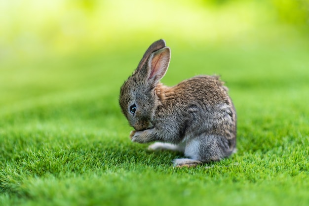 Rabbits. Cute little Easter bunny in the meadow. Green grass under the sunbeams. two rabbits on a green grass in summer day.