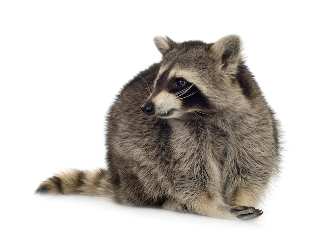 Raccoon (9 months) - Procyon lotor isolated