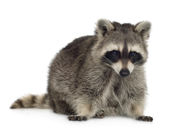 Raccoon (9 months) - Procyon lotor isolated