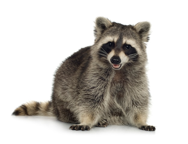 Raccoon (9 months) - Procyon lotor isolated