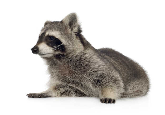 Raccoon (9 months) - Procyon lotor isolated