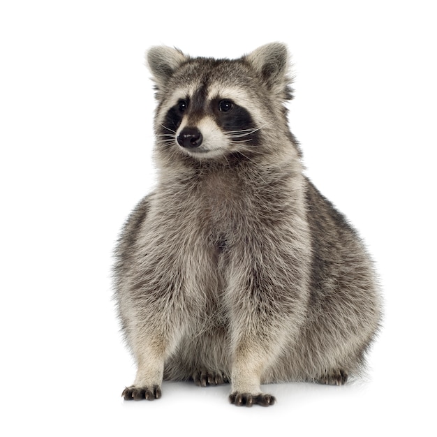 Raccoon (9 months) - Procyon lotor isolated