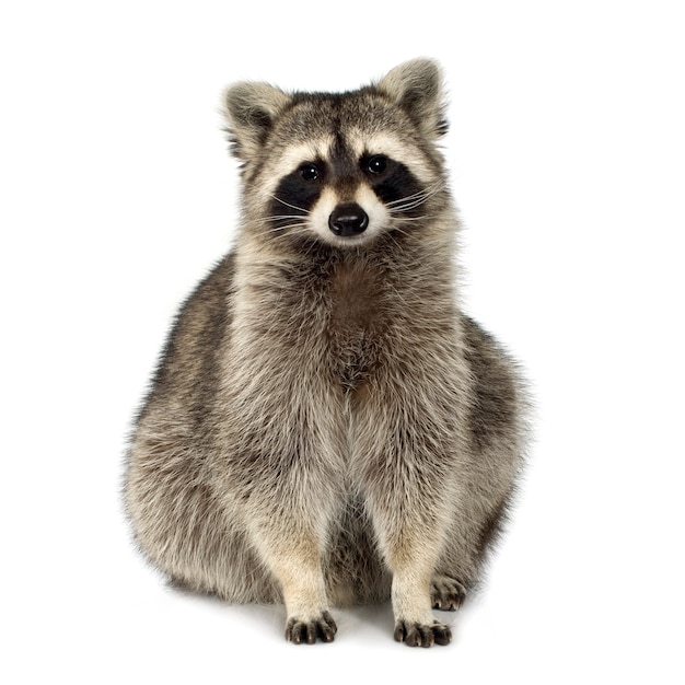 Raccoon (9 months) - Procyon lotor isolated