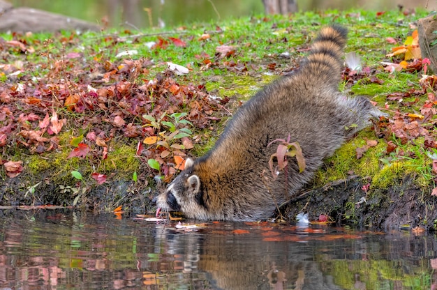 Raccoon leaning into the Water for a Drink