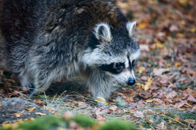 Raccoon Mammal and mammals Land world and fauna Wildlife and zoology