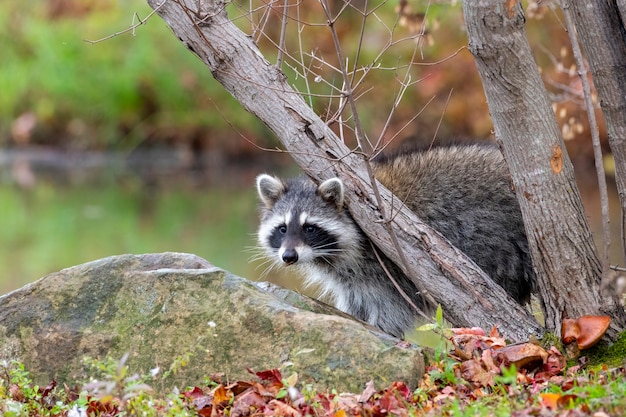 Raccoon Peeking around the Tree Trunks