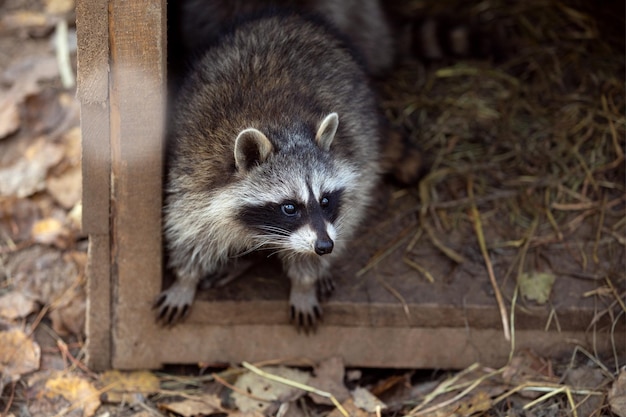 Raccoon Procyon lotor