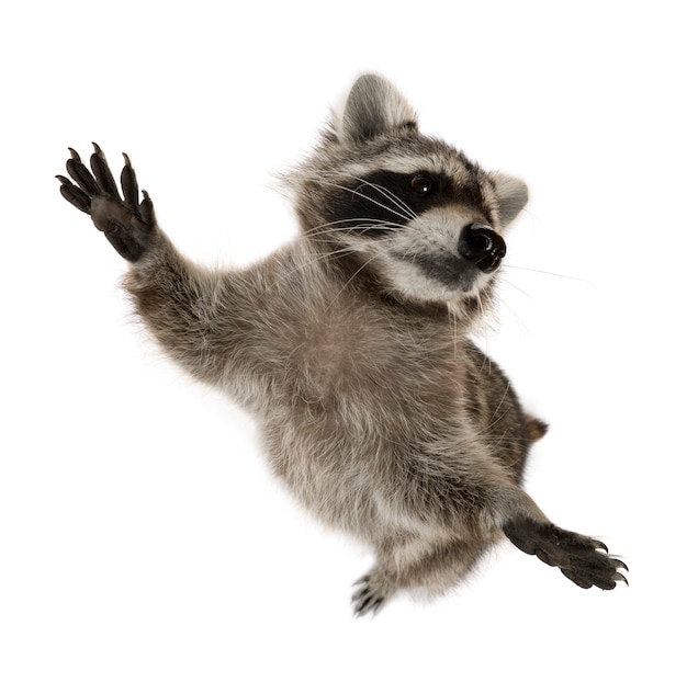 Raccoon standing on hind legs