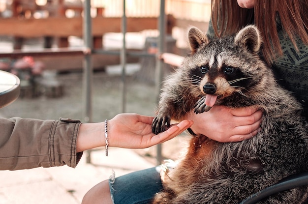 The raccoon stuck out his tongue the girl holds the pet in her arms