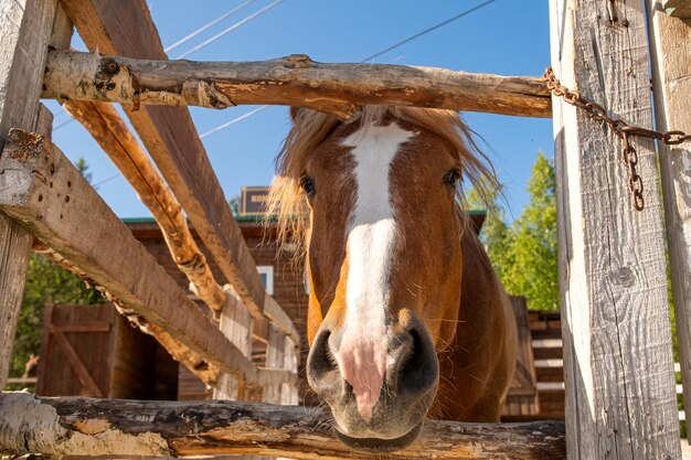 Racecourse concept Modern animal livestock Brown horse stallions in stall relaxing in training corral farm countryside background Horse in paddock corral outdoor Horse in natural eco farm