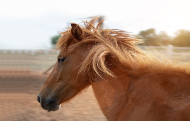 Racing brown horse running on farm in morning