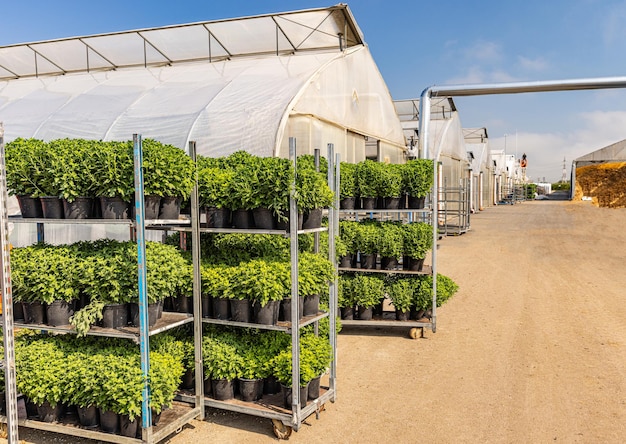 Racks of potted chrysanthemums