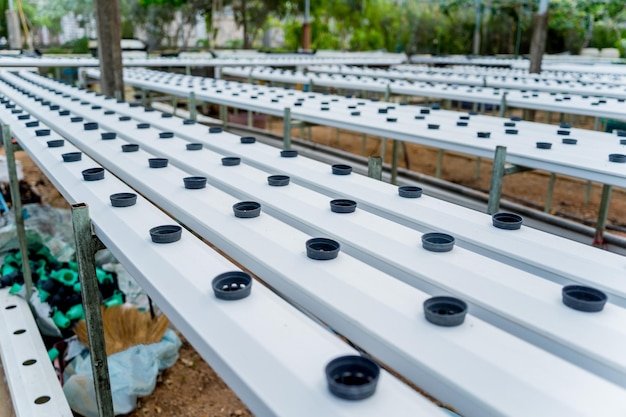 Racks with young microgreens in pots at hydroponics farms